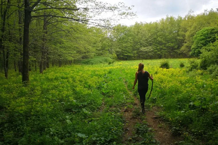 A walker on the path through beech woods in late spring