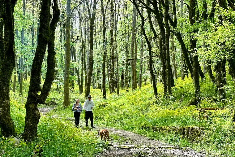 Two people and a dog walking through green beech woods in spring