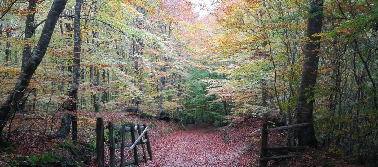A broad woodland track deep in fallen leaves, running between beech and hornbeam in full autumn colour, with rustic post-and-rail fencing on both sides