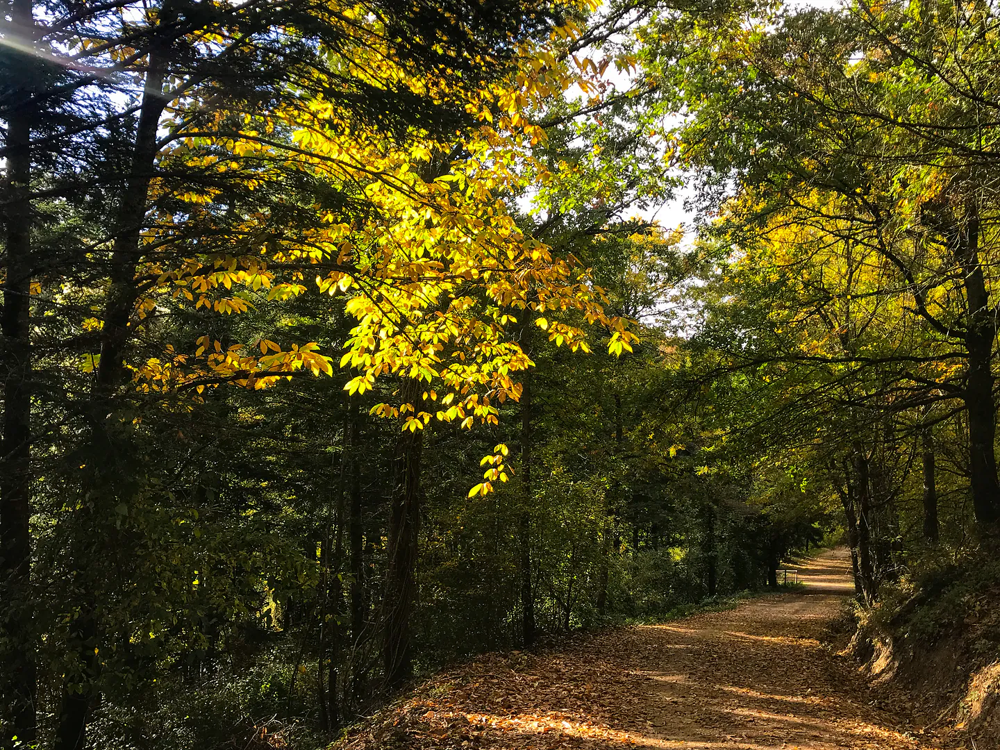An autumn track through the oak and chestnut forest