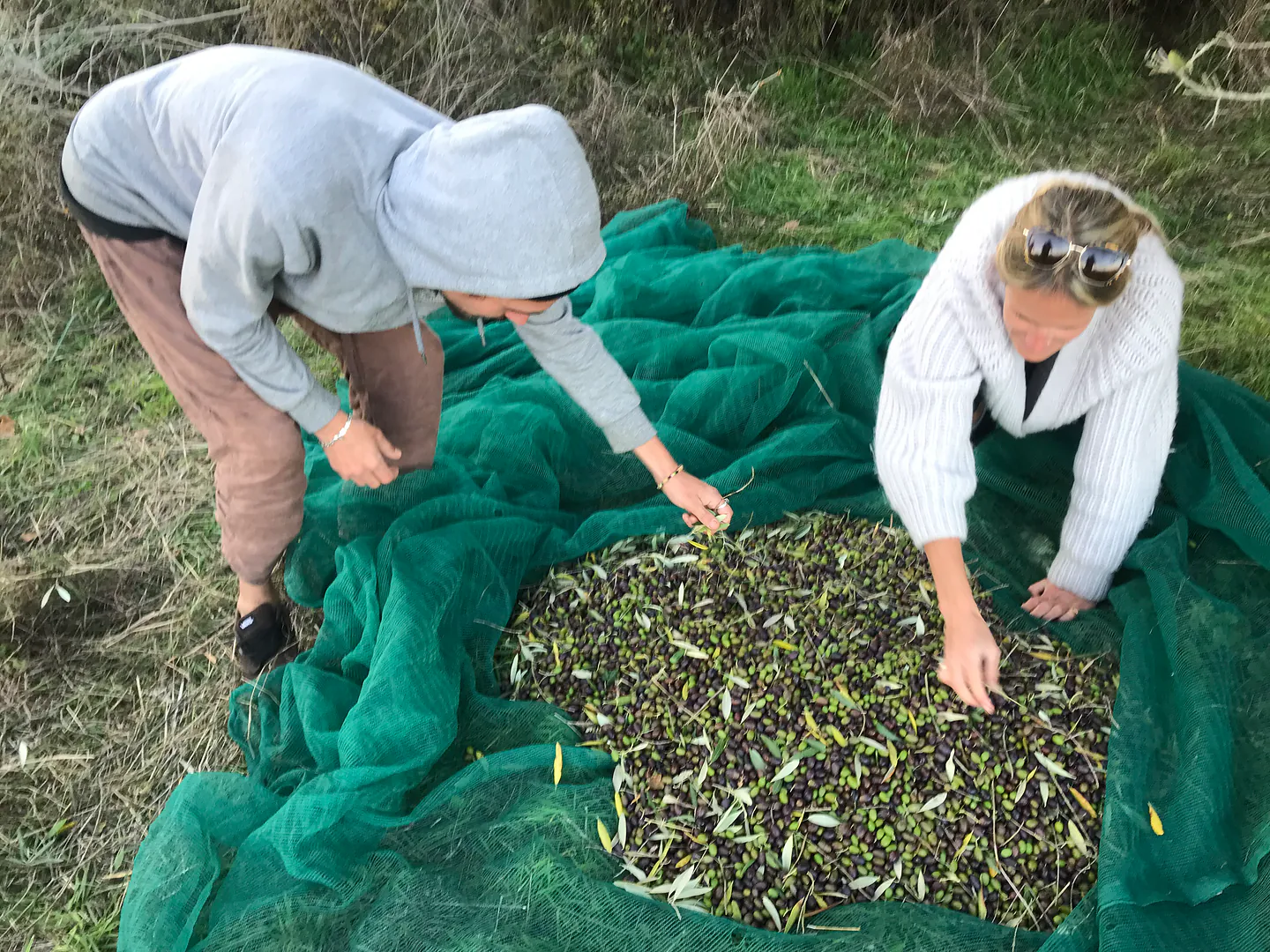 Sorting olives on the nets during the November harvest